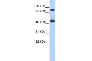 WB Suggested Anti-KLF2 Antibody Titration:  0. (KLF2 Antikörper  (Middle Region))