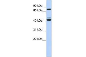 KLF2 Antikörper  (Middle Region)