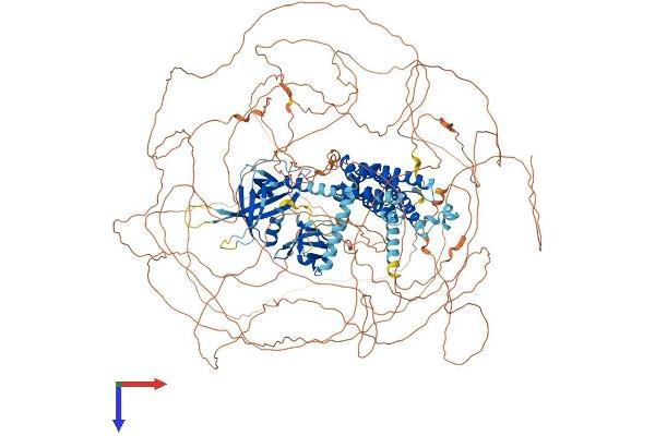 ARHGEF5 Protein (AA 1-1597) (His tag)