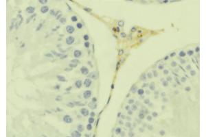 ABIN6279287 at 1/100 staining Mouse testis tissue by IHC-P. (CKLF Antikörper  (C-Term))