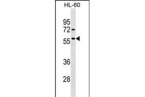 ACVR1 Antibody (ABIN391154 and ABIN2841264) western blot analysis in HL-60 cell line lysates (35 μg/lane). (ACVR1 Antikörper  (AA 138-170))