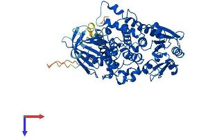 MTM1 Protein (AA 1-603) (His tag)