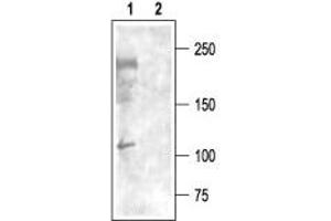 Western blot analysis of rat brain membranes: - 1. (CACNA1I Antikörper  (Intracellular))