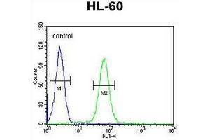 IGHG1 Antibody (Center) flow cytometric analysis of HL-60 cells (right histogram) compared to a negative control cell (left histogram). (IGHG1 Antikörper  (Middle Region))