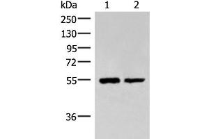 Western blot analysis of Raji and K562 cell lysates using RUVBL1 Polyclonal Antibody at dilution of 1:2200 (RUVBL1 Antikörper)