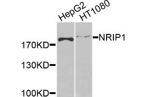 Western blot analysis of extracts of various cells, using NRIP1 antibody.