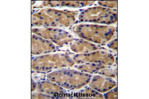 UPRT Antibody (C-term) (ABIN657295 and ABIN2846381) immunohistochemistry analysis in formalin fixed and paraffin embedded human stomach tissue followed by peroxidase conjugation of the secondary antibody and DAB staining.