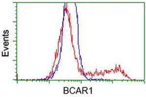 Image no. 2 for anti-Breast Cancer Anti-Estrogen Resistance 1 (BCAR1) antibody (ABIN1496832) (BCAR1 Antikörper)