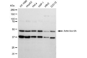 Western blotting analysis using Actin like 6A antibody (ABIN7797455). (Rekombinanter BAF53A Antikörper)