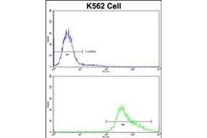 Flow cytometric analysis of K562 cells using GDF10 Antibody (Center)(bottom histogram) compared to a negative control cell (top histogram)FITC-conjugated goat-anti-rabbit secondary antibodies were used for the analysis. (GDF10 Antikörper  (AA 317-344))