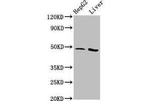 Western Blot Positive WB detected in: HepG2 whole cell lysate, Rat liver tissue All lanes: APMAP antibody at 3. (APMAP Antikörper  (AA 134-240))