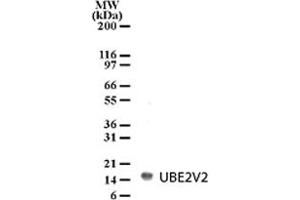 Detection of UBE2V2 in HL-60 cell lysate with UBE2V2 polyclonal antibody  at 2 ug/mL dilution. (UBE2V2 Antikörper  (AA 12-28))