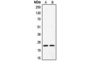 Western blot analysis of Claudin 2 expression in HeLa (A) (Claudin 2 Antikörper  (C-Term))