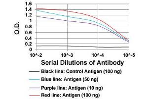 ELISA analysis of PLA2G12A monoclonal antibody, clone 7C7C9  at 1:10000 dilution. (PLA2G12A Antikörper  (AA 21-189))