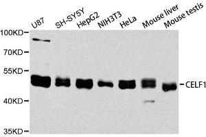 Western blot analysis of extracts of various cell lines, using CELF1 antibody. (CELF1 Antikörper)