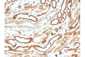 Formalin-fixed, paraffin-embedded human kidney stained with EPO Recombinant Mouse Monoclonal Antibody (rEPO/1367).
