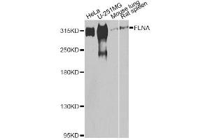 Western blot analysis of extracts of various cell lines, using FLNA antibody (ABIN5975863) at 1/500 dilution. (Filamin A Antikörper)