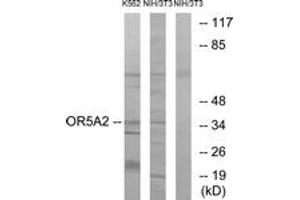 Western blot analysis of extracts from NIH-3T3/K562 cells, using OR5A2 Antibody.