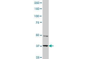 Western Blotting (WB) image for anti-PDZ Binding Kinase (PBK) (AA 1-110) antibody (ABIN527757)