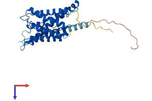 AQP6 Protein (AA 1-282) (His tag)