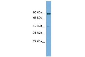 KCTD16 antibody used at 1 ug/ml to detect target protein.