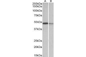 ABIN768549 (0. (TXNDC5 Antikörper  (AA 281-295))