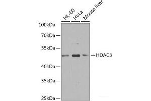 Western blot analysis of extracts of various cell lines using HDAC3 Polyclonal Antibody at dilution of 1:1000.