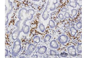 Immunoperoxidase of monoclonal antibody to LRIT3 on formalin-fixed paraffin-embedded human small Intestine. (LRIT3 Antikörper  (AA 422-496))