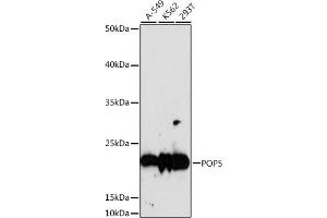 Western blot analysis of extracts of various cell lines, using POP5 antibody (ABIN7269528) at 1:1000 dilution. (POP5 Antikörper  (AA 50-150))