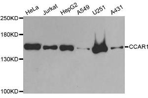 Western blot analysis of extracts of various cell lines, using CCAR1 antibody. (CCAR1 Antikörper  (AA 1-200))