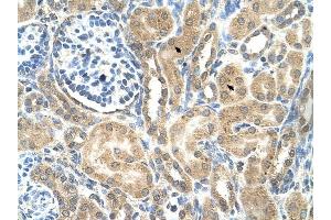 C19ORF28 antibody was used for immunohistochemistry at a concentration of 4-8 ug/ml to stain Epithelial cells of renal tubule (arrows) in Human Kidney. (C19orf28 Antikörper  (Middle Region))