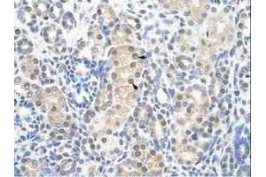 Image no. 1 for anti-Minichromosome Maintenance Complex Component 7 (MCM7) (AA 301-350) antibody (ABIN203246) (MCM7 Antikörper  (AA 301-350))