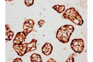 IHC image of ABIN7146866 diluted at 1:150 and staining in paraffin-embedded human placenta tissue performed on a Leica BondTM system. (CK1 epsilon Antikörper  (Isoform epsilon))