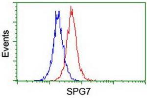 Image no. 2 for anti-Spastic Paraplegia 7 (SPG7) (AA 300-573) antibody (ABIN1491369)