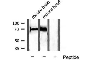 Western blot analysis of extracts of various sample,using HSC70 antibody. (Hsc70 Antikörper)