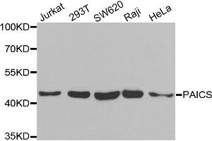Western blot analysis of extracts of various cell lines, using PAICS antibody. (PAICS Antikörper)