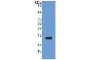 WB of Protein Standard: different control antibodies against Highly purified E. (APOA1 ELISA Kit)