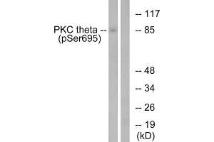 Western blot analysis of extracts from Jurkat cells, treated with EGF (200ng/ml, 15mins), using PKC theta (Phospho-Ser695) antibody. (PKC theta Antikörper  (pSer695))