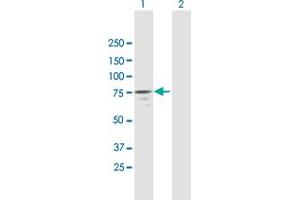 Western Blot analysis of NAP1L3 expression in transfected 293T cell line by NAP1L3 MaxPab polyclonal antibody.