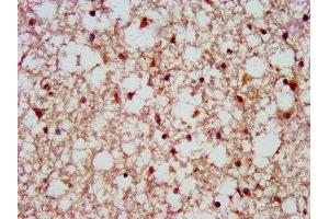 IHC image of ABIN7168719 diluted at 1:500 and staining in paraffin-embedded human brain tissue performed on a Leica BondTM system. (SCAMP1 Antikörper  (AA 2-134))