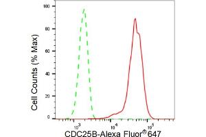 Flow cytometric analysis of CDC25B expression in HT- cells using CDC25B antibody (ABIN7798005), 1:2,000).
