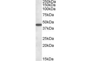 ABIN334338 (1µg/ml) staining of Human Liver lysate (35µg protein in RIPA buffer). (AADAT Antikörper  (Internal Region))