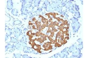 Formalin-fixed, paraffin-embedded rat pancreas stained with Insulin antibody (IRDN/794).
