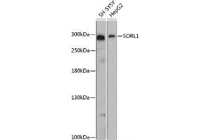 Western blot analysis of extracts of various cell lines using SORL1 Polyclonal Antibody at dilution of 1:3000. (SORL1 Antikörper)