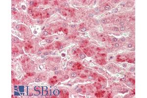 ABIN1590112 (5µg/ml) staining of paraffin embedded Human Liver. (TBK1 Antikörper  (AA 514-527))