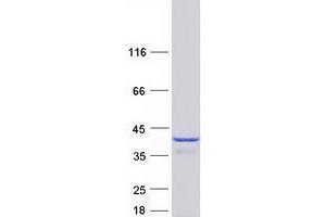 Western Blotting (WB) image for Thioredoxin-Like 1 (TXNL1) (Transcript Variant 1) protein (Myc-DYKDDDDK Tag) (ABIN2734685)