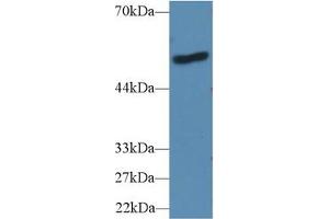 Western Blot; Sample: Human A431 cell lysate; Primary Ab: 2µg/ml Rabbit Anti-Mouse LBP Antibody Second Ab: 0.