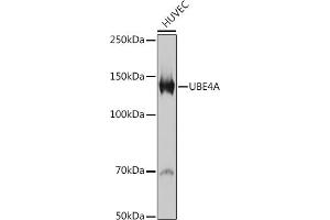 Western blot analysis of extracts of HUVEC cells, using UBE4A antibody (ABIN7271190) at 1:1000 dilution. (UBE4A Antikörper)