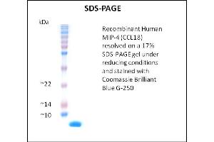 CCL18 Protein