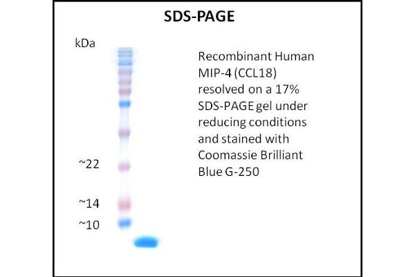 CCL18 Protein